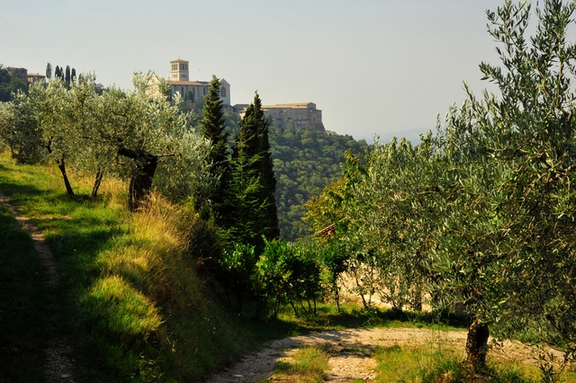 Bosco di San Francesco